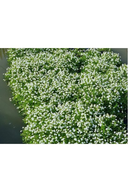 Щільний зелений килим мазуса повзучого